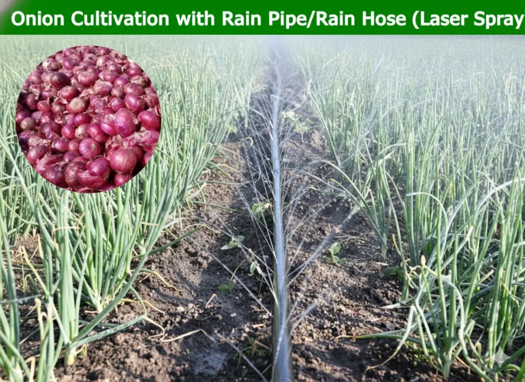 Rain Pipe Irrigation for Onion