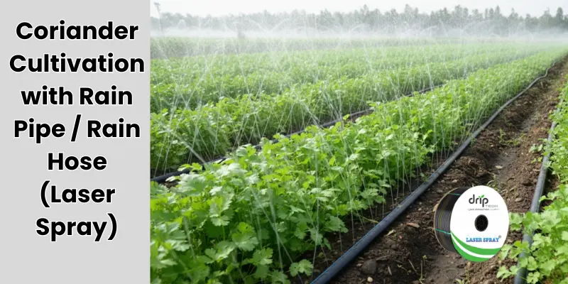 Rain Pipe Irrigation for Coriander