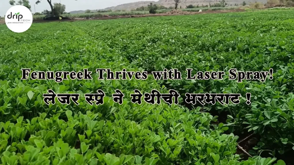 Rain Pipe Irrigation for Fenugreek