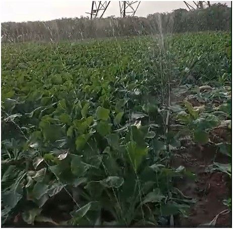 best irrigation system for radish cultivation