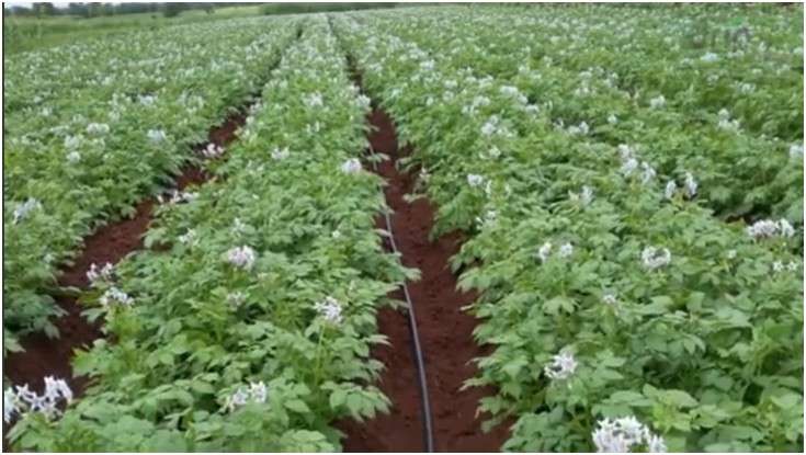 Rain Pipe for Potato Cultivation