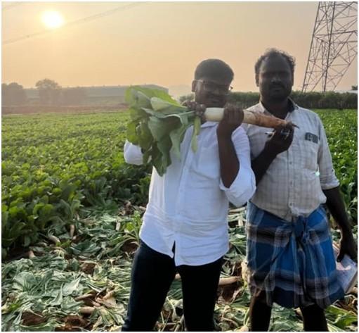 radish cultivation with rain pipe irrigation 1