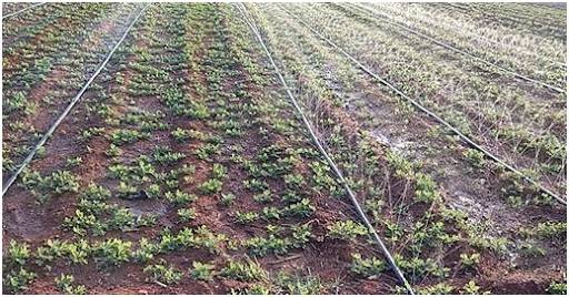Groundnut Cultivation