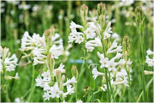 rain pipe irrigation for tuberose 1