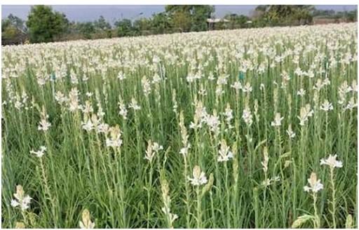 rain pipe irrigation for tuberose