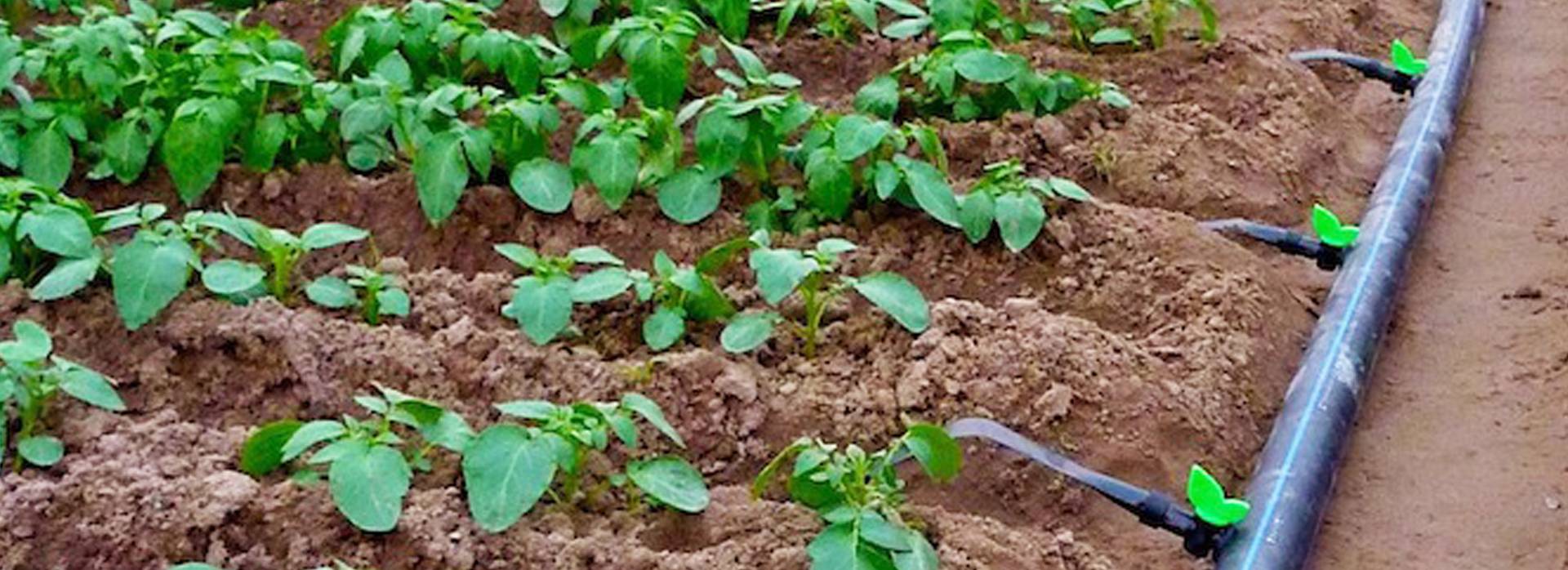 Drip/Sprinkler/ Rain Pipe / Rain Hose/ Micro Irrigation